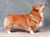 pembroke-welsh-corgi puppies