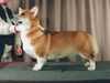 pembroke-welsh-corgi results