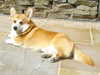 pembroke-welsh-corgi clubs