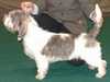 petit basset griffon vendeen