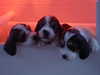 petit-basset-griffon-vendeen owners