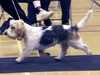 petit-basset-griffon-vendeen stud-dogs