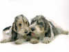 petit-basset-griffon-vendeen puppies