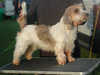 petit-basset-griffon-vendeen results