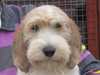 petit-basset-griffon-vendeen clubs