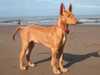 pharaoh hound