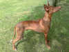 pharaoh-hound breeders