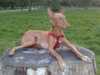 pharaoh-hound owners