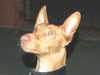 pharaoh-hound stud-dogs