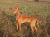 pharaoh-hound puppies
