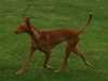 pharaoh-hound results