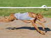 pharaoh-hound clubs
