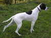 pointer breeders