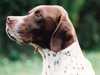 pointer stud-dogs