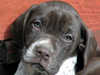 pointer puppies