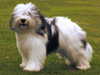 polish lowland sheepdog