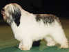 polish-lowland-sheepdog breeders