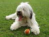 polish-lowland-sheepdog owners