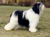 polish-lowland-sheepdog stud-dogs