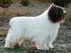 polish-lowland-sheepdog puppies