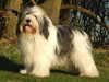 polish-lowland-sheepdog results