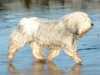 polish-lowland-sheepdog clubs