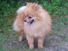 pomeranian owners
