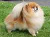 pomeranian stud-dogs