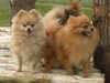 pomeranian puppies