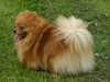 pomeranian results