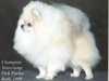pomeranian clubs