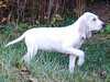 porcelaine breeders