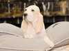 porcelaine puppies