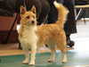 portuguese-podengo breeders