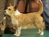 portuguese-podengo stud-dogs
