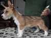 portuguese-podengo puppies