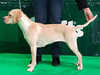 portuguese pointer