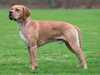 portuguese-pointer breeders