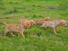 portuguese-pointer puppies