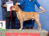 portuguese-pointer results