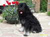 portuguese sheepdog