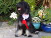 portuguese-sheepdog breeders
