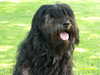 portuguese-sheepdog owners