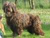 portuguese-sheepdog stud-dogs