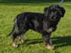 portuguese-sheepdog puppies