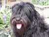 portuguese-sheepdog clubs