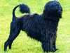 portuguese water dog