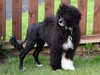 portuguese-water-dog breeders