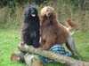 portuguese-water-dog owners