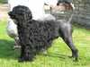portuguese-water-dog stud-dogs